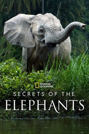 大象的秘密