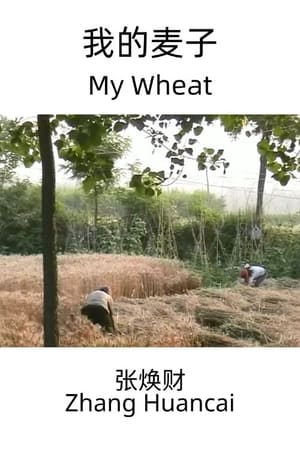 我的麦子