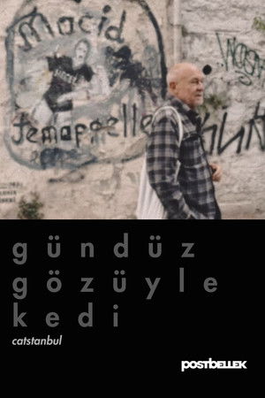 Gündüz Gözüyle Kedi