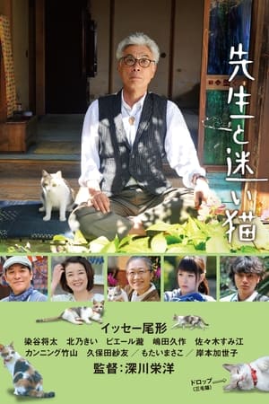 老师与流浪猫