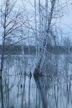 Немає тіні у лісі