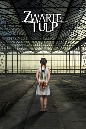 Zwarte Tulp第2季