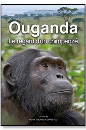 Ouganda, le regard d'un chimpanzé