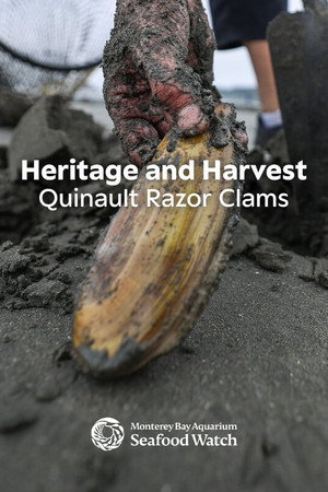 Heritage and Harvest: Quinault Razor Clams