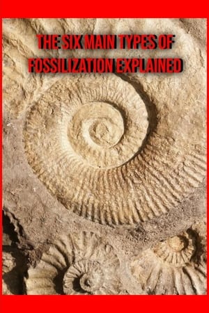 The Six Main Types of Fossilization Explained