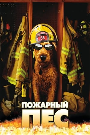 消防犬