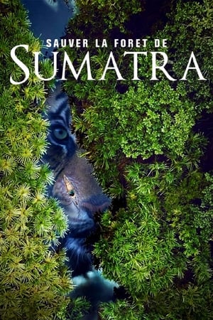 Sauver la forêt de Sumatra